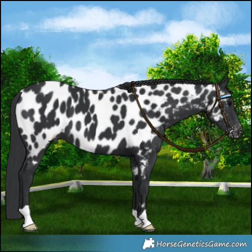 Horse Color:Black Near Leopard 