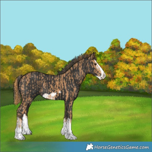 Horse Color:Chestnut Splash Frame  and Black Splash Frame 