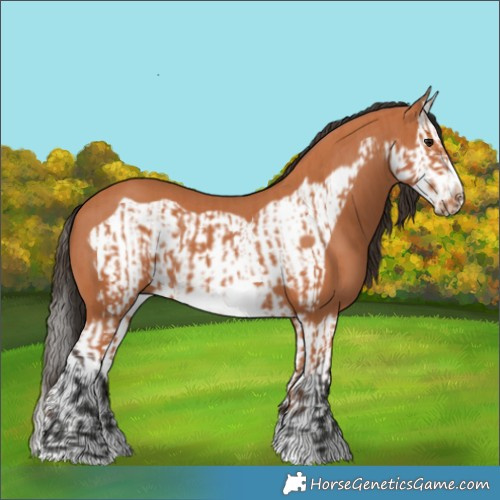 Horse Color:Bay Splash Frame  and Bay Splash Frame 