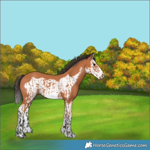Horse Color:Bay Splash Frame and Bay Splash Frame