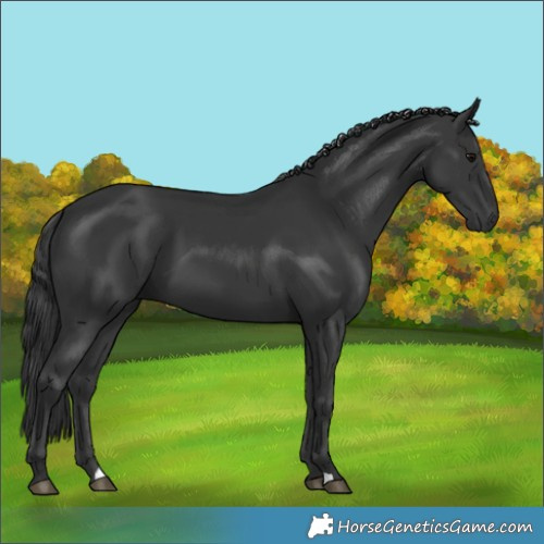 Horse Color:Black 