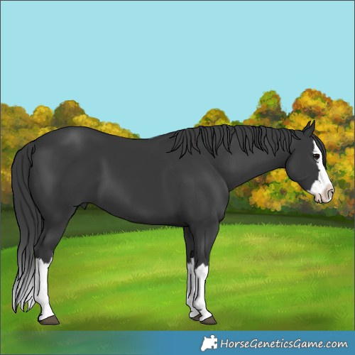 Horse Color:Black Splash