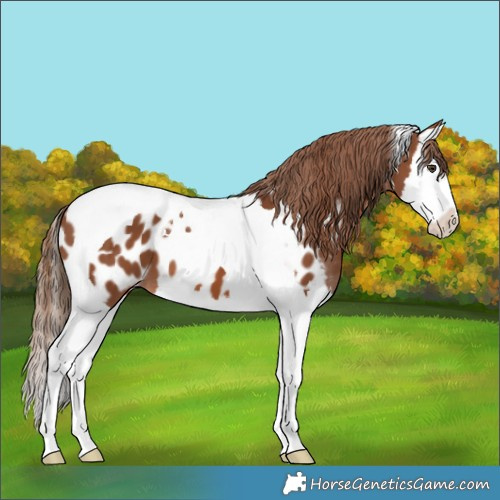 Horse Color:Chestnut Splash Tobiano Near Leopard 
