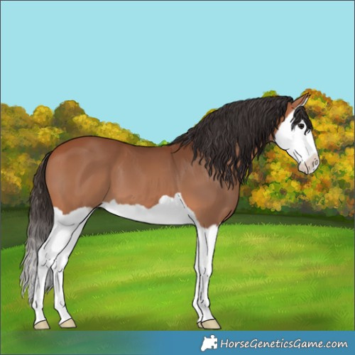 Horse Color:Bay Splash