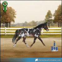 Horse Color:White Spotted Liver Chestnut 