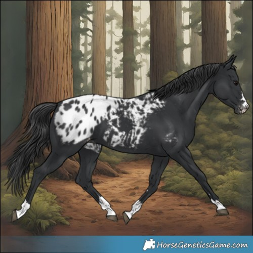 Horse Color:Black Appaloosa