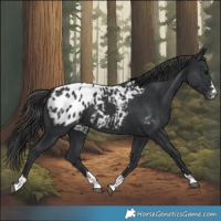 Horse Color:Black Blanket 