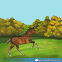 Horse Color:Chocolate Palomino 
