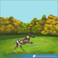 Horse Color:White Spotted Chocolate Palomino