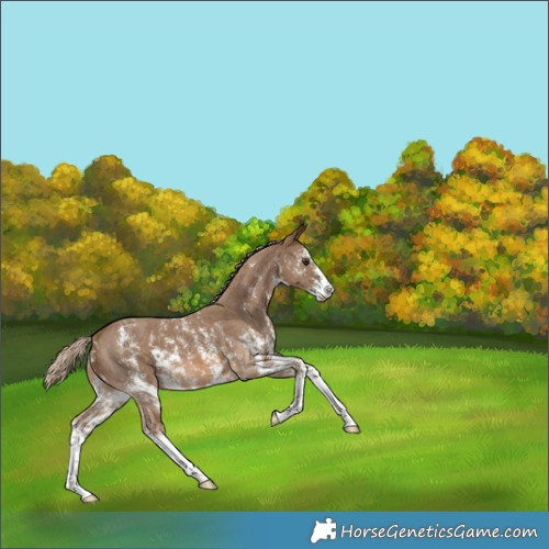 Horse Color:Chocolate Palomino Sabino 