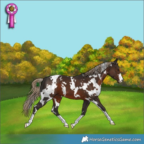Horse Color:White Spotted Liver Chestnut 
