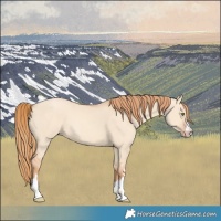 Horse Color:Gold Champagne Dun 