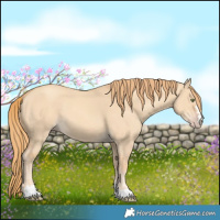 Horse Color:Gold Champagne Dun