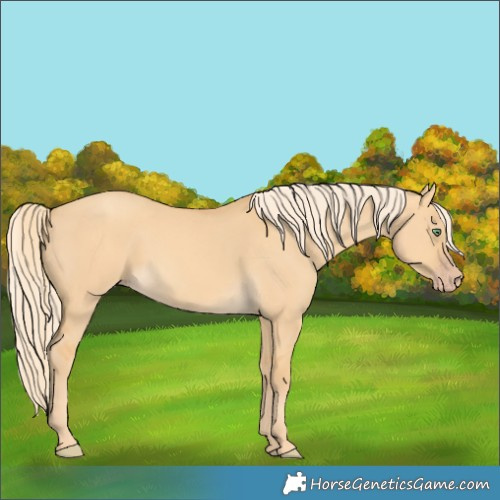 Horse Color:Gold Cream Champagne Dun 