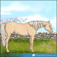 Horse Color:Gold Cream Champagne Dun