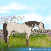 Horse Color:Classic Champagne Dun