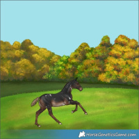 Horse Color:White Spotted Liver Chestnut 