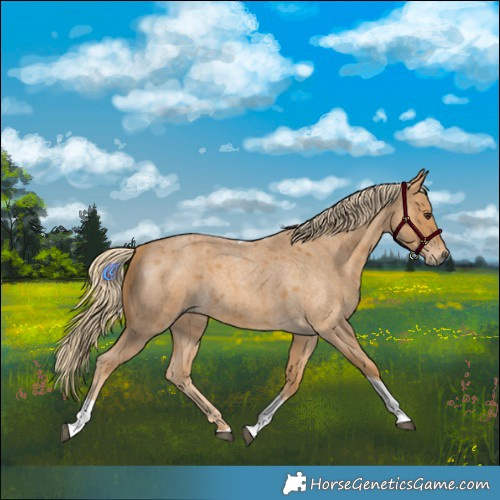 Horse Color:Red Roan Tobiano 