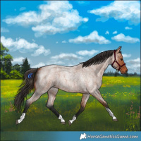 Horse Color:Bay Roan Tobiano