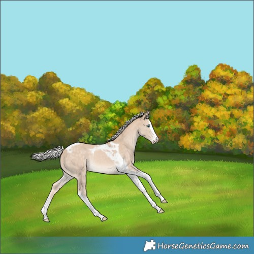 Horse Color:Silver Perlino Splash Tobiano 