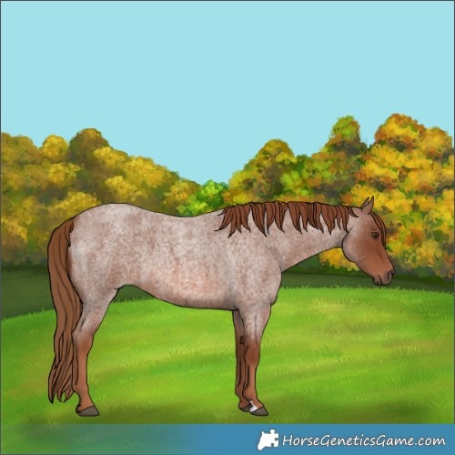 Horse Color:Red Roan 