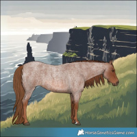 Horse Color:Red Roan 