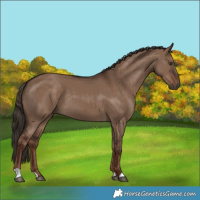 Horse Color:Liver Red Dun 
