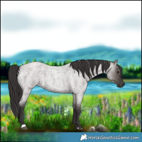 Horse Color:Smoky Grullo Roan