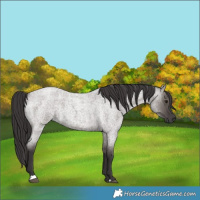 Horse Color:Smoky Grullo Roan