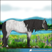 Horse Color:Smoky Grullo Roan 