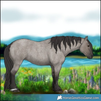 Horse Color:Smoky Grullo Roan 