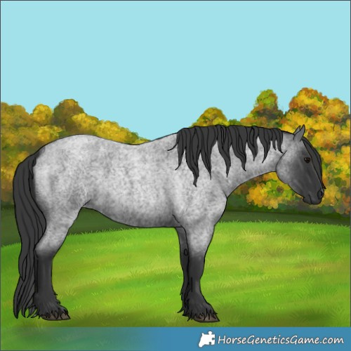 Horse Color:Blue Roan 