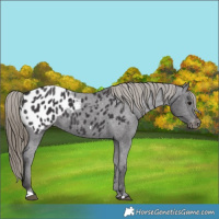 Horse Color:Smoky Black Blanket