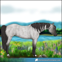 Horse Color:Smoky Grullo Roan 