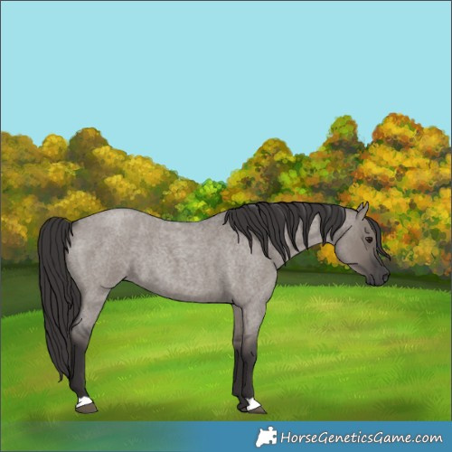 Horse Color:Smoky Grullo Roan 