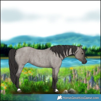 Horse Color:Smoky Grullo Roan 