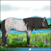 Horse Color:Smoky Grullo Roan 