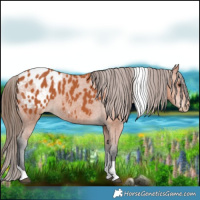 Horse Color:Bay Tobiano Appaloosa