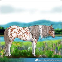 Horse Color:Bay Tobiano Appaloosa
