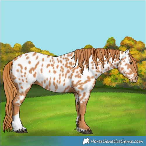 Horse Color:Chestnut Tobiano Appaloosa
