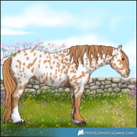 Horse Color:Chestnut Tobiano Near Leopard