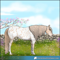 Horse Color:Gold Champagne Tobiano Near Leopard 