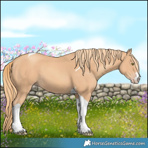 Horse Color:Gold Champagne Tobiano