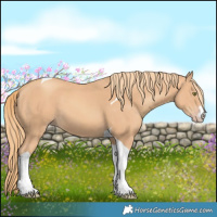 Horse Color:Gold Champagne Tobiano