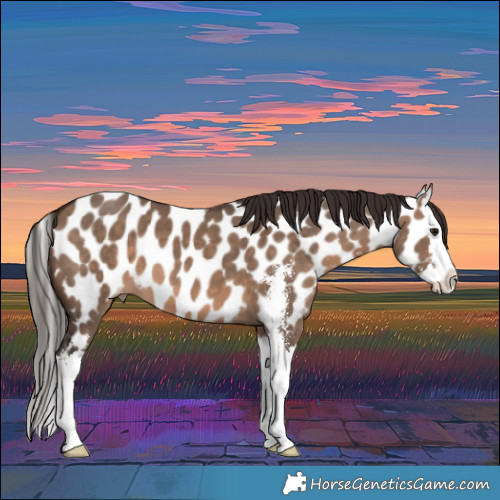 Horse Color:Brown Dun Sabino Splash Appaloosa 