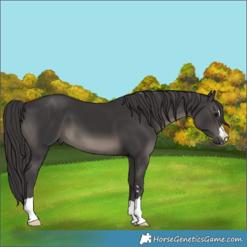 Horse Color:Smoky Black