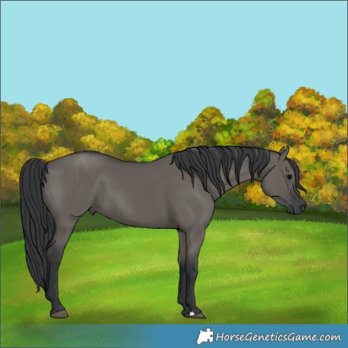 Horse Color:Grullo