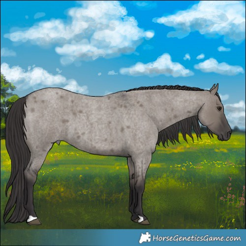 Horse Color:Smoky Grullo Roan 