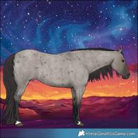 Horse Color:Smoky Grullo Roan