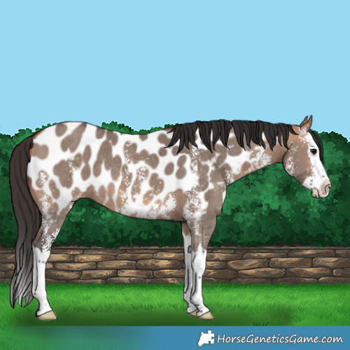 Horse Color:Bay Dun Sabino Splash Appaloosa